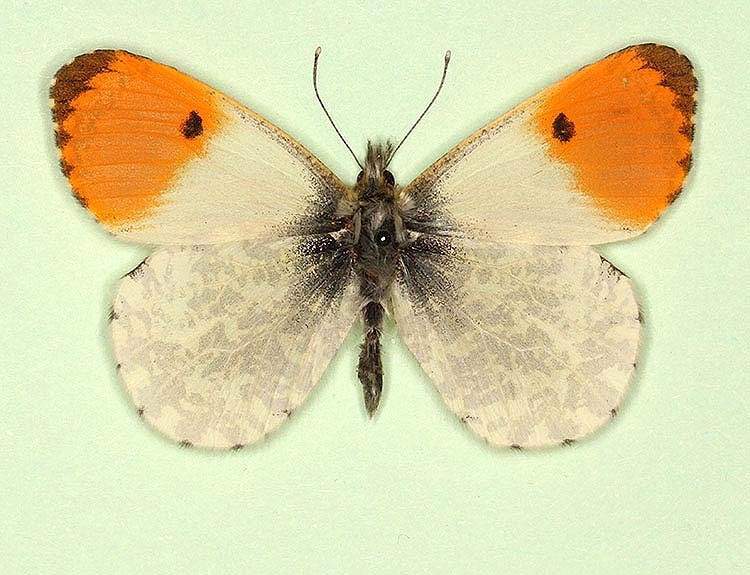 Anthocharis cardamines male (aberrant form crassipuncta 2) (Internet Image property of respective owner, non-commercial use only)